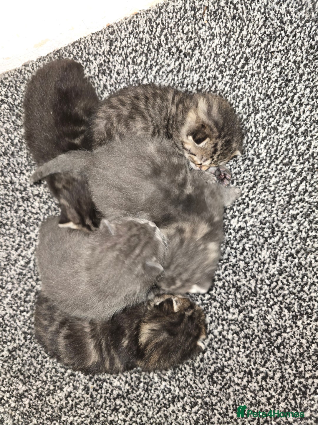 Mixed Breed cats for sale: Small mixed breed fluffy kittens - Advert 1