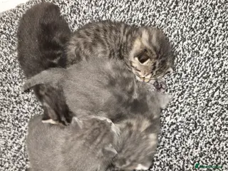 Mixed Breed cats Small mixed breed fluffy kittens - Advert 14