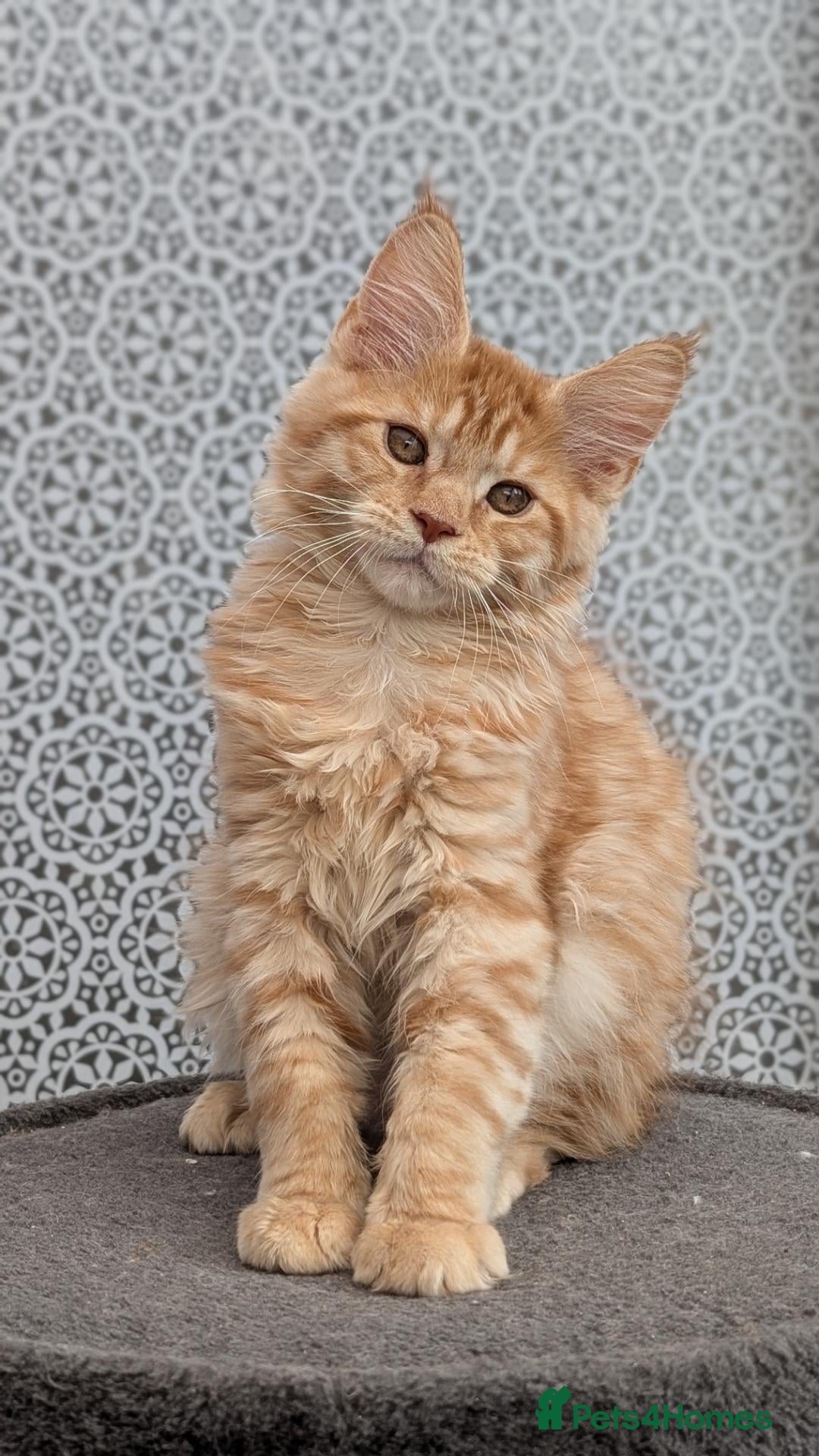 Maine Coon cats Stunning Tica registered Maine coons - Advert 2