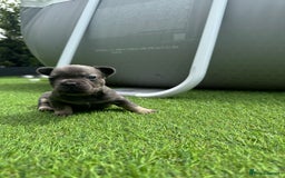 French Bulldog dogs for sale: ⭐ 4 available French bulldogs carrying L4 ⭐️ - Image 10