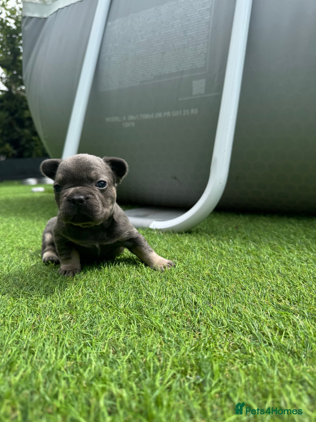 French Bulldog dogs for sale: ⭐ 4 available French bulldogs carrying L4 ⭐️ - Image 10