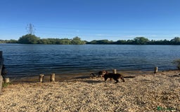 Cocker Spaniel dogs for sale: Loving Home Wanted for Beautiful Olive (WCS Puppy) - Image 5