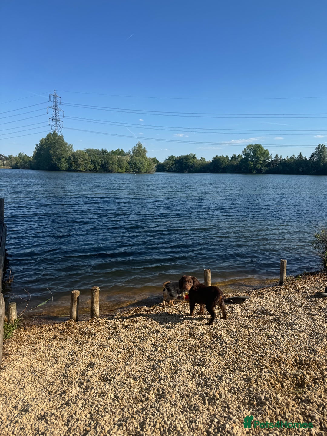Cocker Spaniel dogs for sale: Loving Home Wanted for Beautiful Olive (WCS Puppy) - Image 5