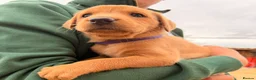 Labrador Retriever dogs for sale: Working Labrador Puppies – KC Registered in Shrewsbury - Advert 12