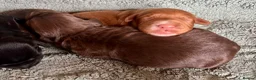 Cocker Spaniel dogs for sale: KC working cocker puppies 🖤girl & ❤️boy left - Advert 27