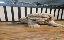 Cockapoo dogs for sale: Six Little Cockapoo Stars Ready to Shine   - Image 11