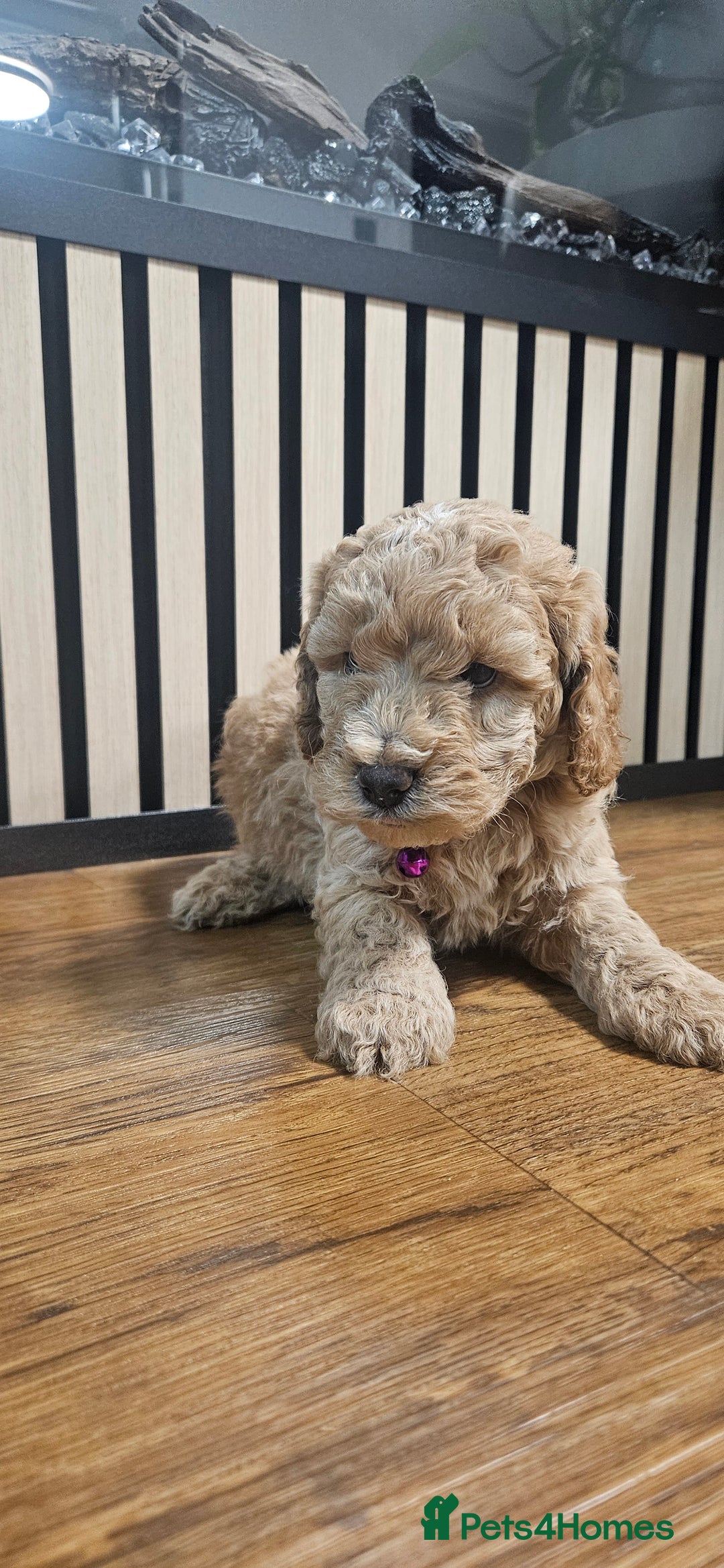 Cockapoo dogs for sale: Six Little Cockapoo Stars Ready to Shine   - Image 11