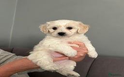 Mixed Breed dogs for sale: 4 Beautiful Maltichon Puppies. - Advert 4