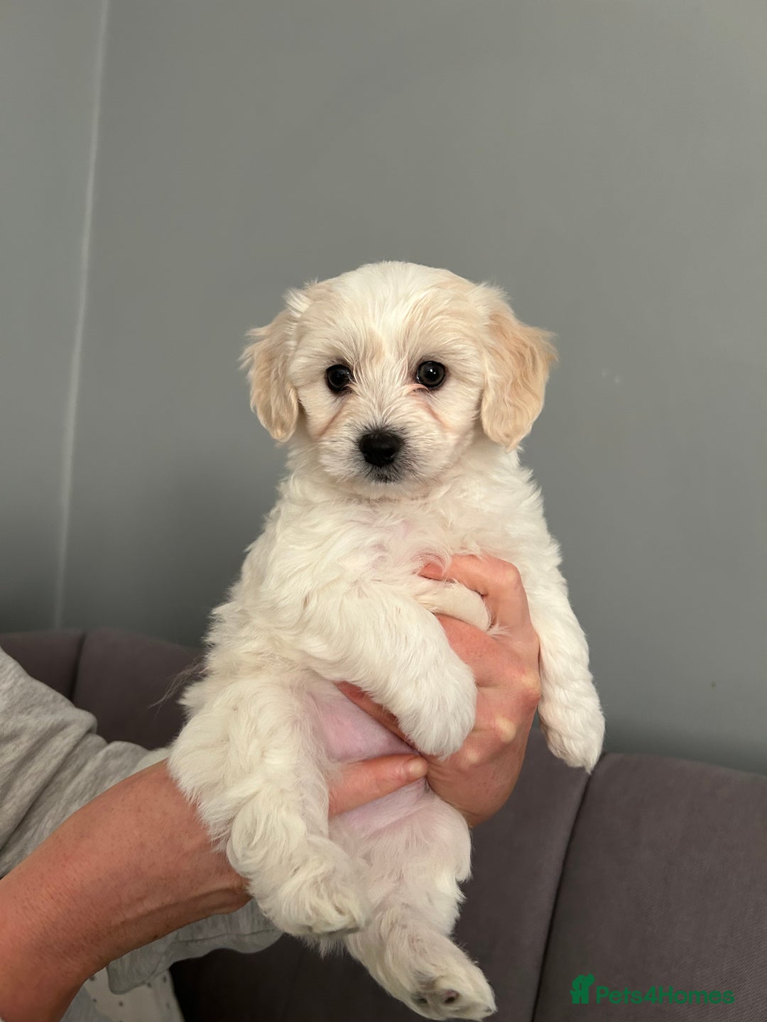 Mixed Breed dogs for sale: 4 Beautiful Maltichon Puppies. - Advert 4