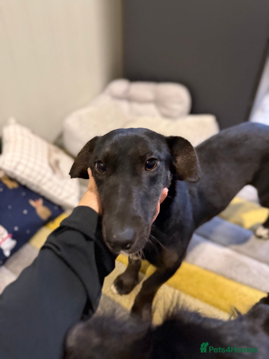 Dachshund dogs for adoption: Cute Lolita looking for LOVE  - Advert 25