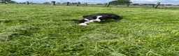 Border Collie dogs for sale: Border collie male  - Advert 4