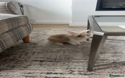 Dwarf Lop rabbits for sale: Mini lop and lion head  - Image 7
