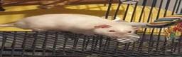 Rat rodents for sale: 3 beautiful rats  - Advert 5