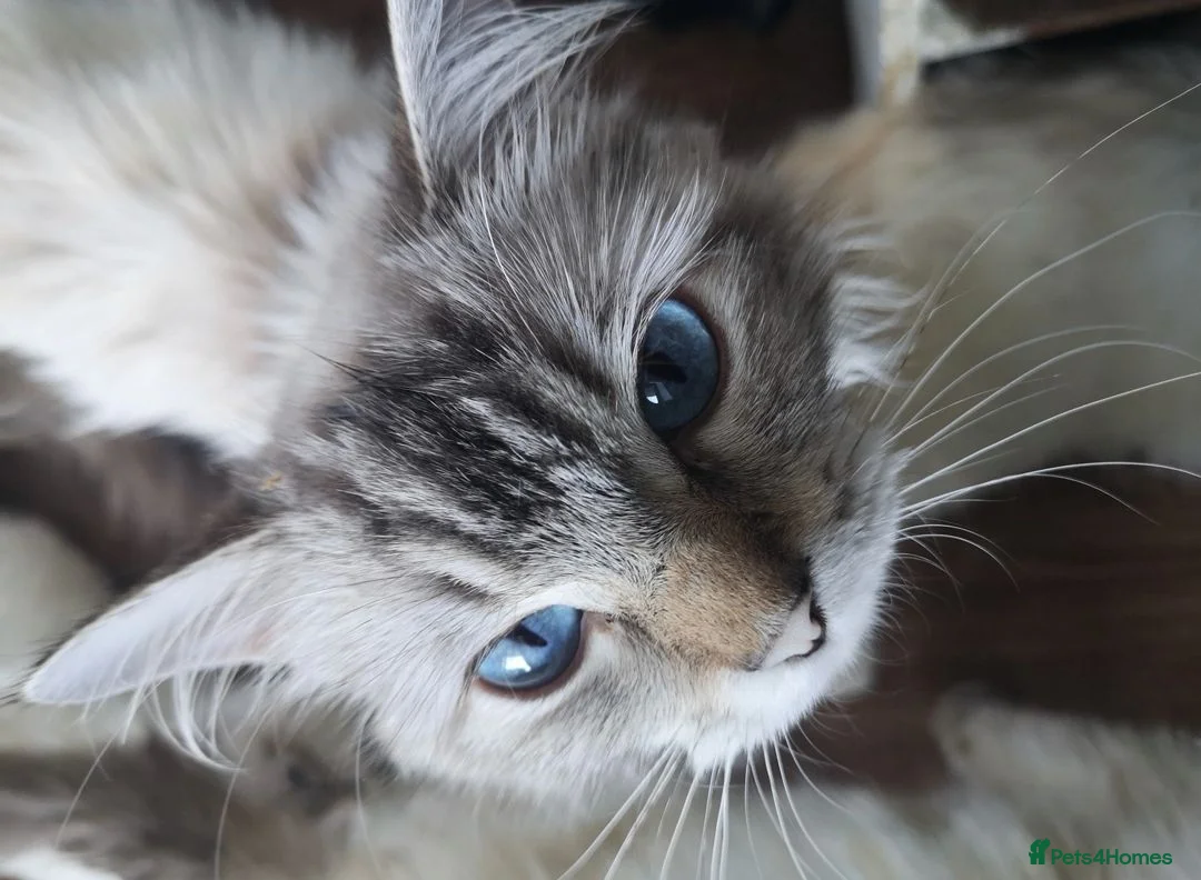 Ragdoll cats for sale:  Beautiful Tica Active Registered Ragdoll Girls  - Advert 2