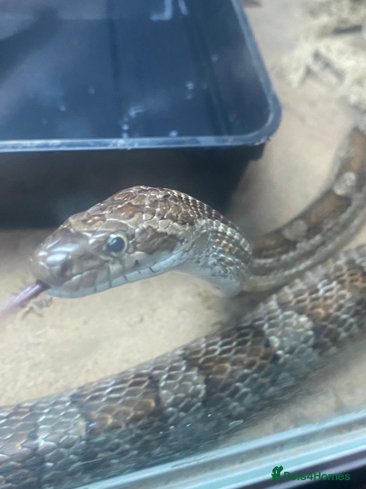 Corn Snake reptiles  corn snake - Advert 19