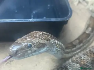 Corn Snake reptiles corn snake - Advert 19