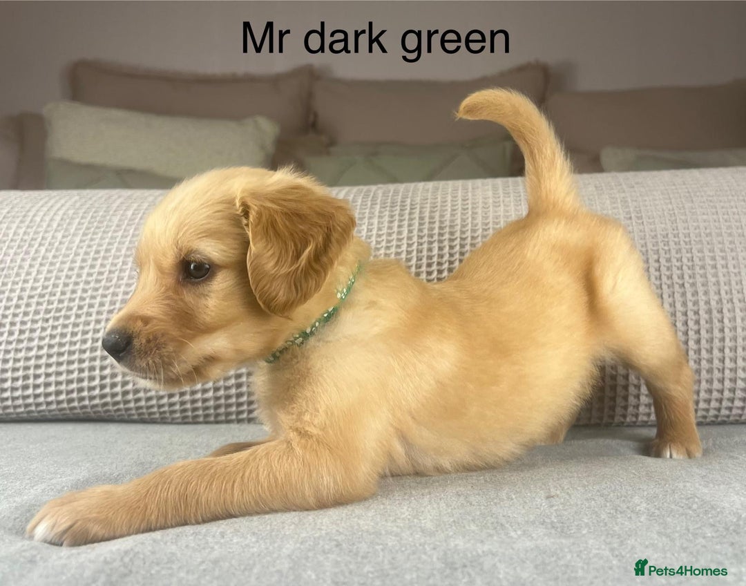 Golden Retriever dogs for sale: KC GOLDENS FROM HIP ELBOW DNA GOOD LINEAGE - Advert 23