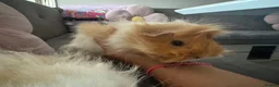 Guinea Pig rodents for sale: Two gorgeous fluffy female piggies  - Advert 12