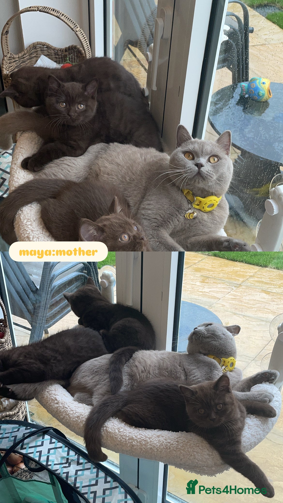 British Shorthair cats for sale: British short hair kittens - Advert 3