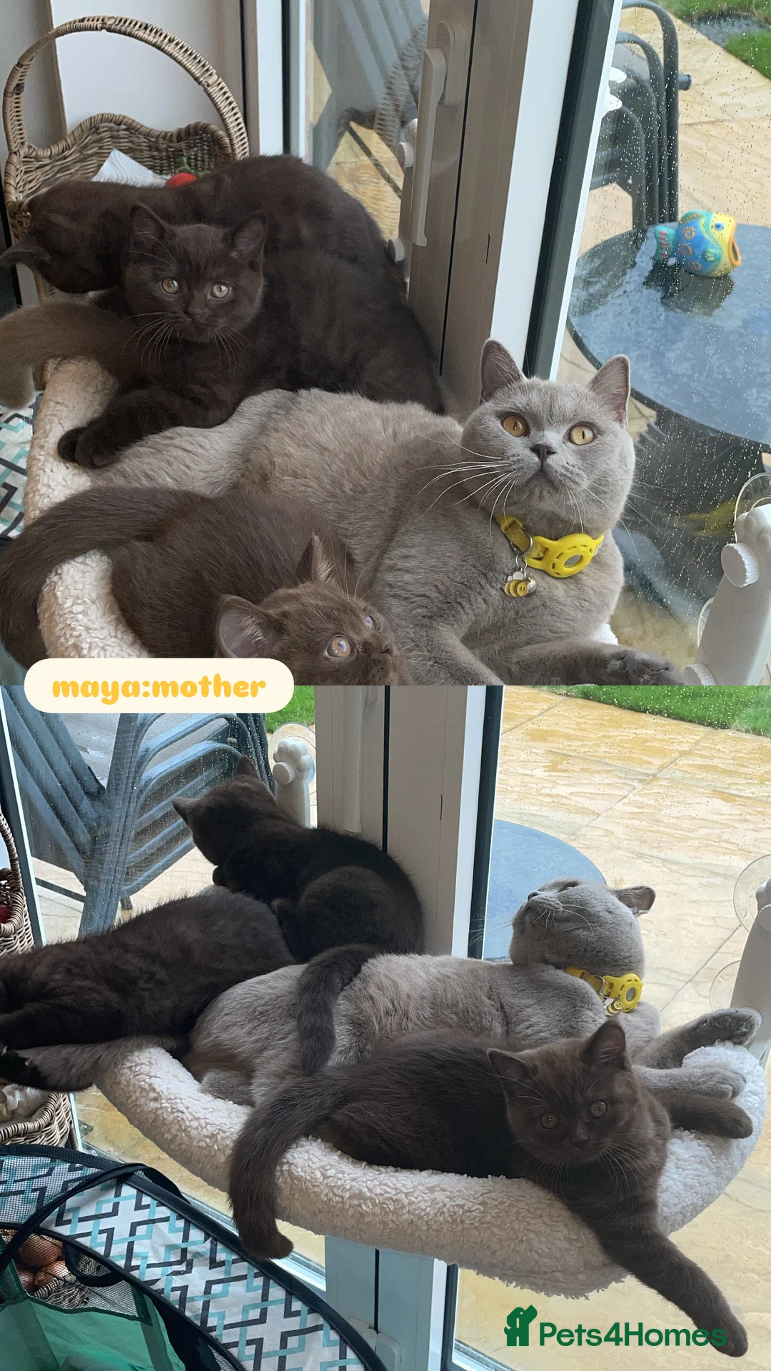 British Shorthair cats for sale: British short hair kittens - Advert 1