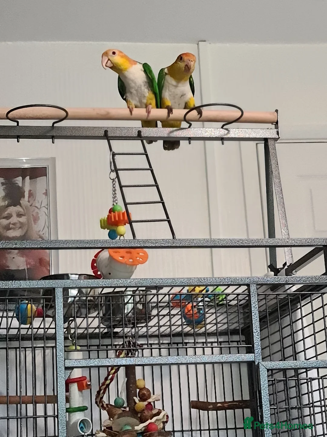 Parakeets birds for sale: 2 Caique Parrots one Male & one female. in Caerphilly - Advert 4