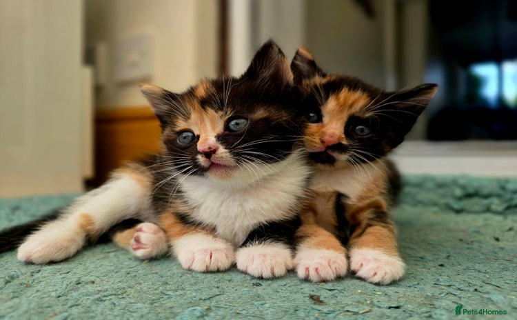 Mixed Breed cats - Advert 8