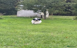 Maltipoo dogs for sale: 🌟LAST 2🌟 Black+White Boy 🐼 Biscuit+White Girl🍪 - Image 11