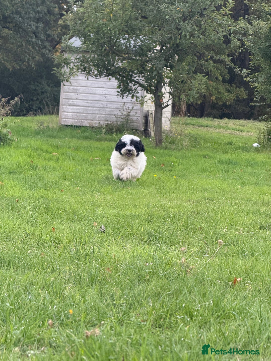 Maltipoo dogs for sale: 🌟LAST 2🌟 Black+White Boy 🐼 Biscuit+White Girl🍪 - Image 11