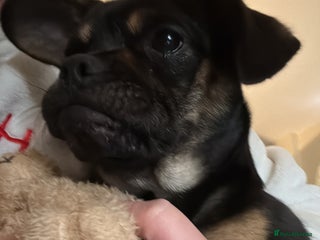 Mixed Breed dogs - Advert 36