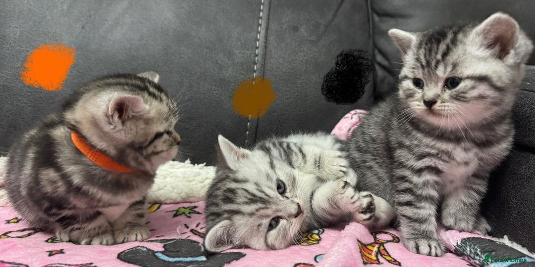 British Shorthair cats for sale: GCCF REGISTERED SILVER TABBY & SPOTTED BSH KITTENS - Advert 16
