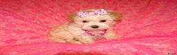 Maltipoo dogs for sale: *Apricot F1 Maltese x Toy Poodle Maltipoo Puppy* - Advert 23