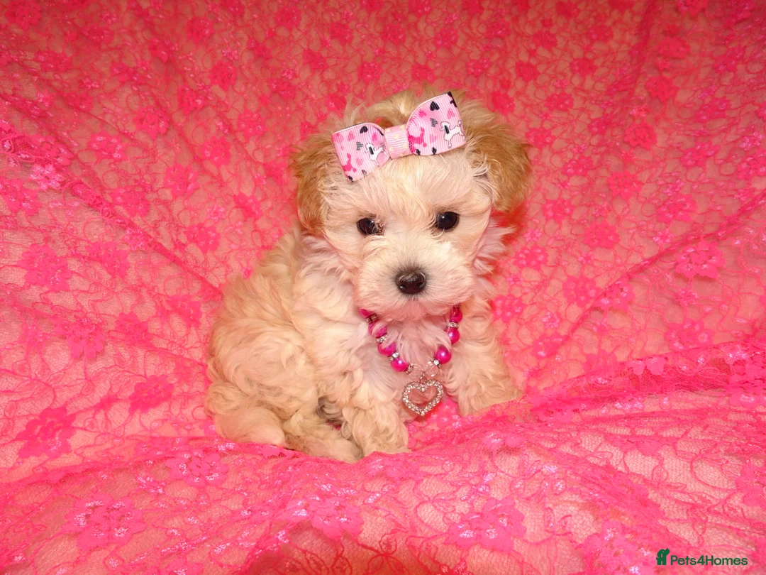 Maltipoo dogs for sale: *Apricot F1 Maltese x Toy Poodle Maltipoo Puppy* - Advert 23
