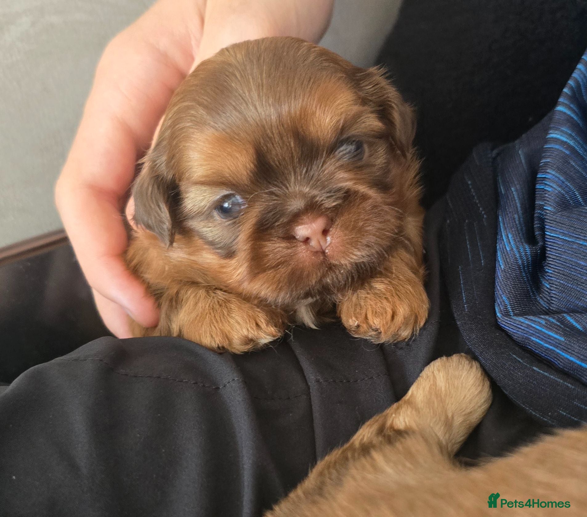 Shih Tzu dogs Stunning Imperial Shihtzu Puppies  - Advert 3