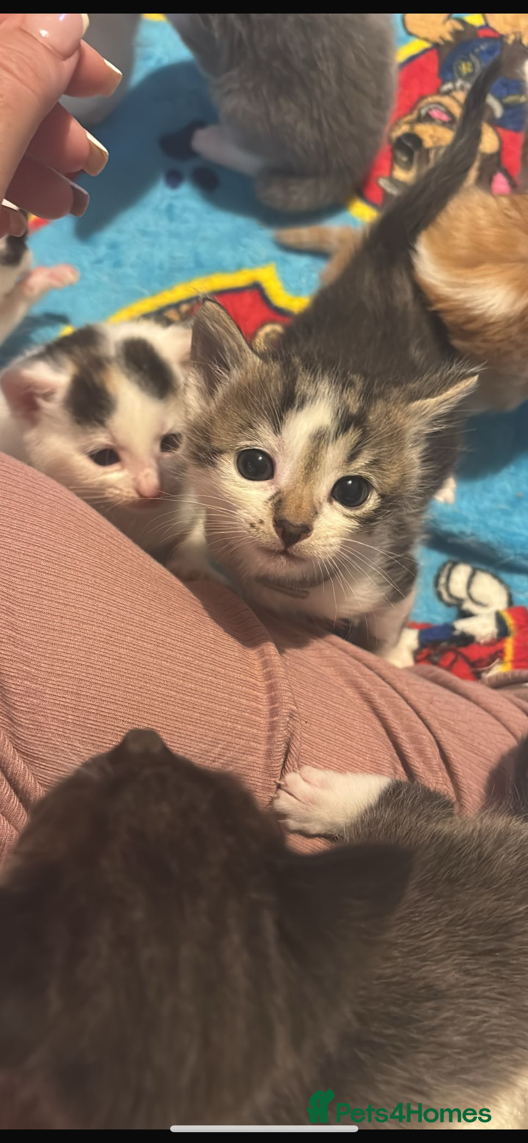 Mixed Breed cats for sale: 11 beautiful kittens  - Image 8