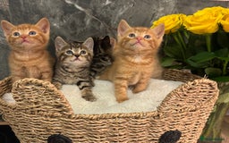 Mixed Breed cats for sale: Beautiful kittens  - Image 25