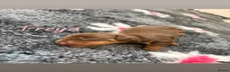 Miniature Dachshund dogs for sale: KC reg & health tested  - Advert 11