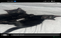 Norwegian Forest Cat cats for sale: Kittens - Advert 7