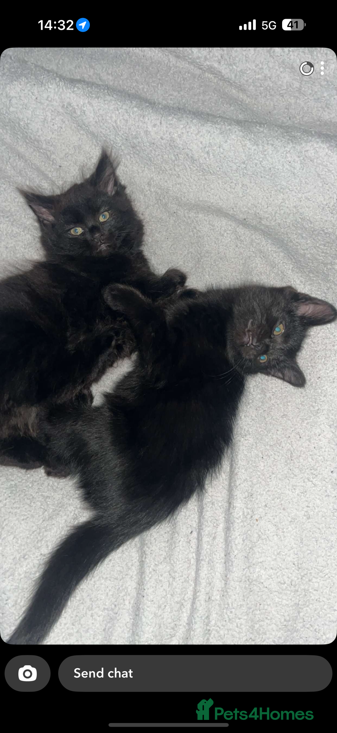 Norwegian Forest Cat cats for sale: Kittens - Advert 7