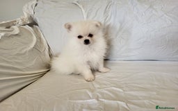Pomeranian dogs for sale:  beautiful boy pomeranians - Image 9