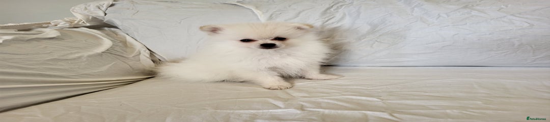 Pomeranian Puppy 3