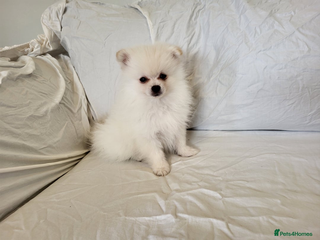 Pomeranian dogs for sale:  beautiful boy pomeranians - Image 9