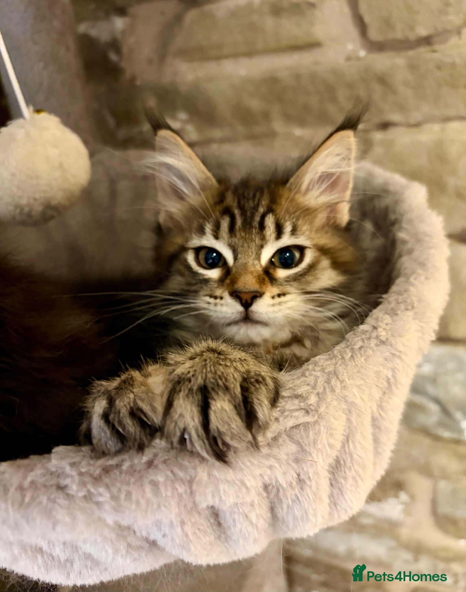 Ragcoon cats Beautiful Ragcoon kittens 🐱  - Advert 3