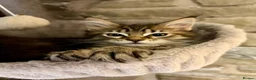 Ragcoon cats for sale: Beautiful Ragcoon kittens 🐱  - Advert 1