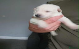 German Shepherd dogs for sale: Beautiful chunky German shepherd pups - Image 4