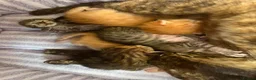 Oriental cats for sale: Oriental x Bengal kittens (Serengeti) in Chelmsford - Advert 12