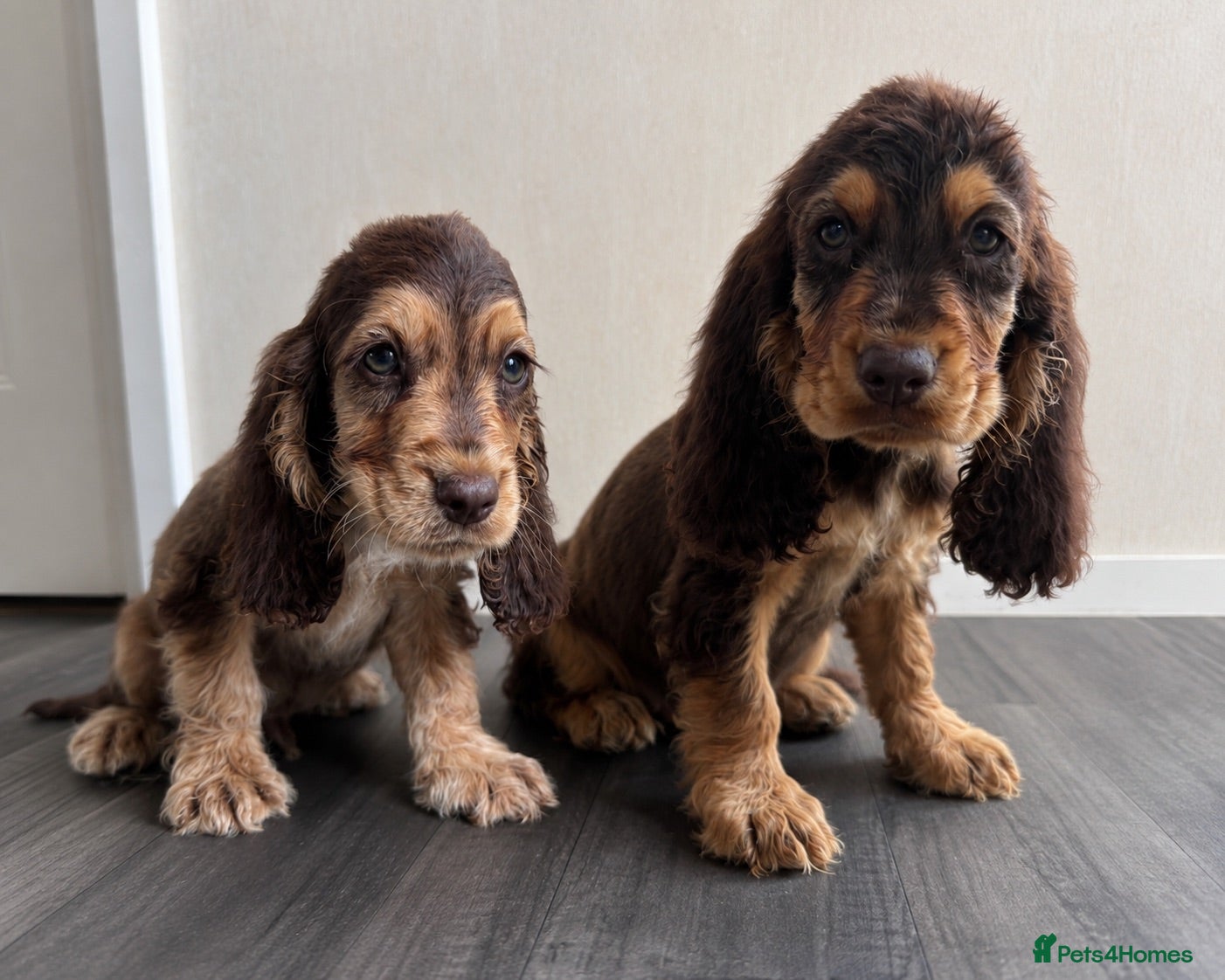 Cocker Spaniel dogs 🐾 Beautiful Show Cocker Spaniel Puppies 🐶  - Advert 1