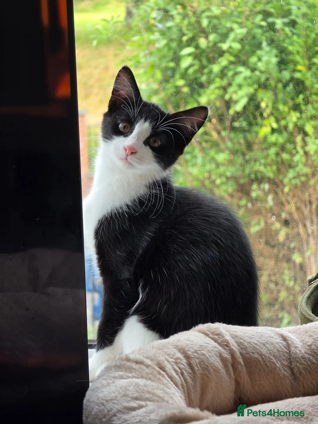 Mixed Breed cats for sale: These are exceptional kittens. - Advert 40