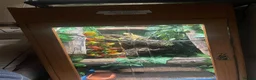 Gecko reptiles for sale: 3 GORGEOUS ADULT CRESTED GECKOS - Advert 6