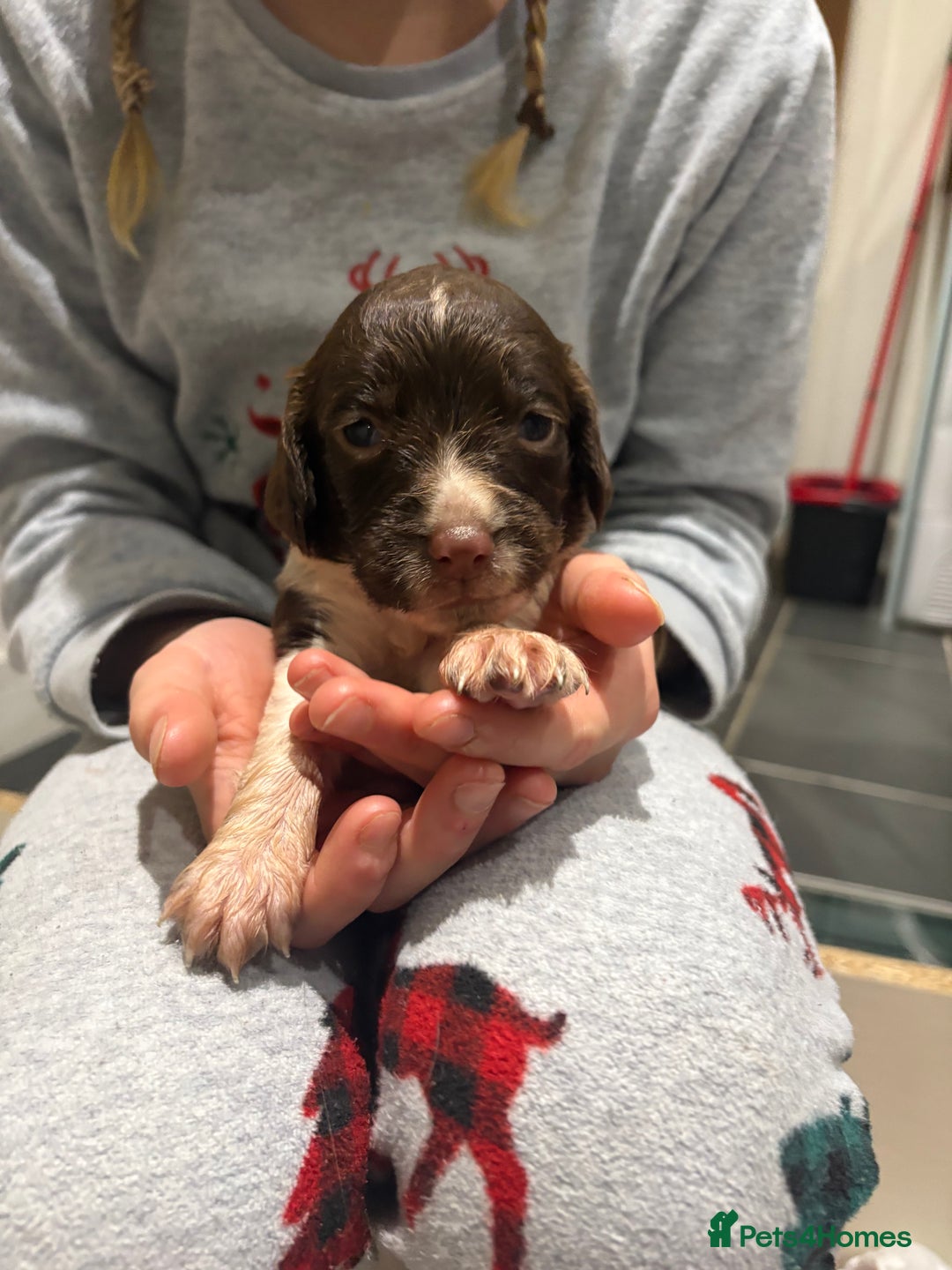 English Springer Spaniel dogs for sale: Quality English springer spaniel puppies  - Advert 9