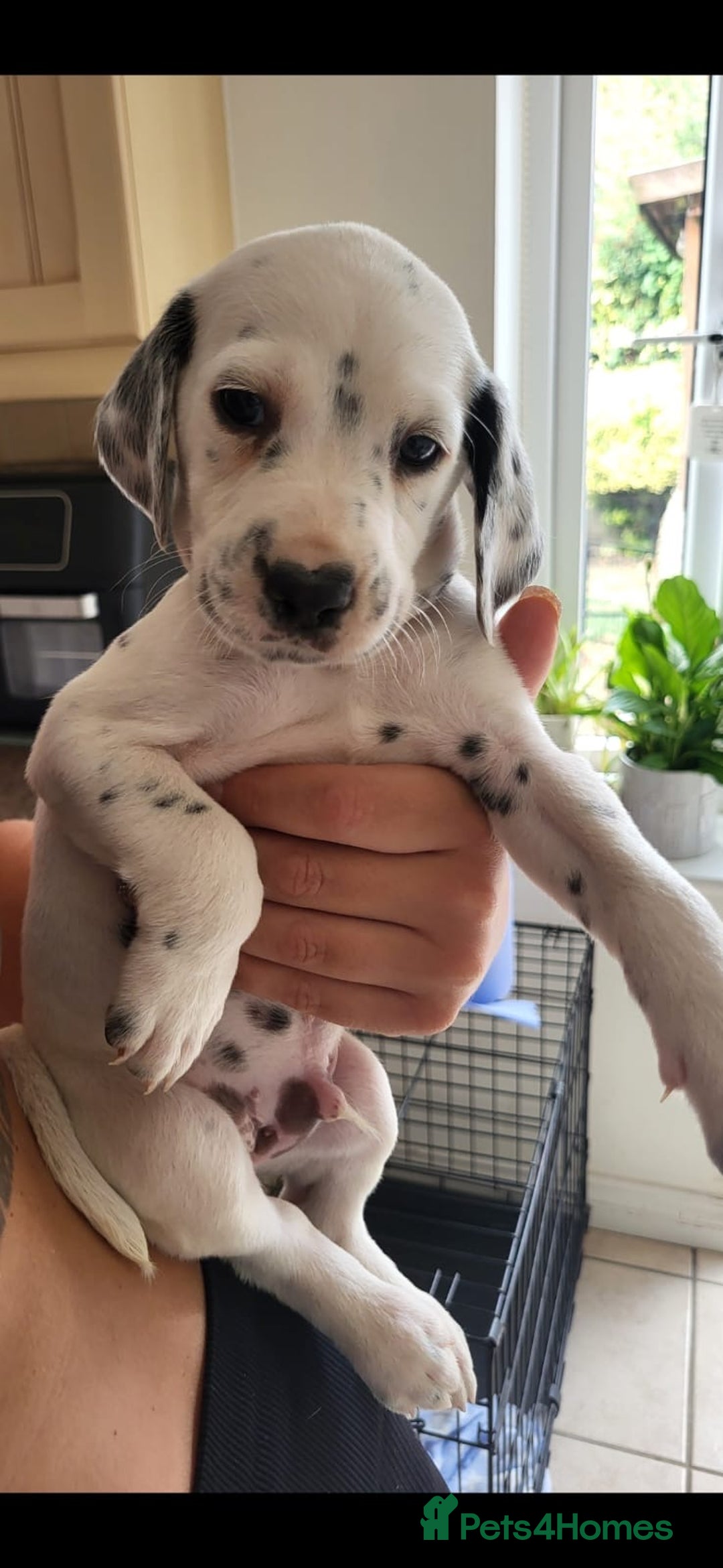 Mixed Breed dogs for sale:  Dalmaspoodles! Dalmation X springer/poodle pups - Image 2